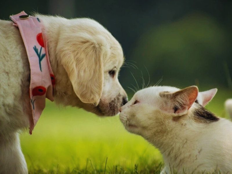 Guide for Puppies & Kittens