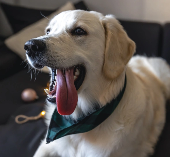 Poor Oral Health Affects Your Pet’s Heart, Liver, and Kidneys