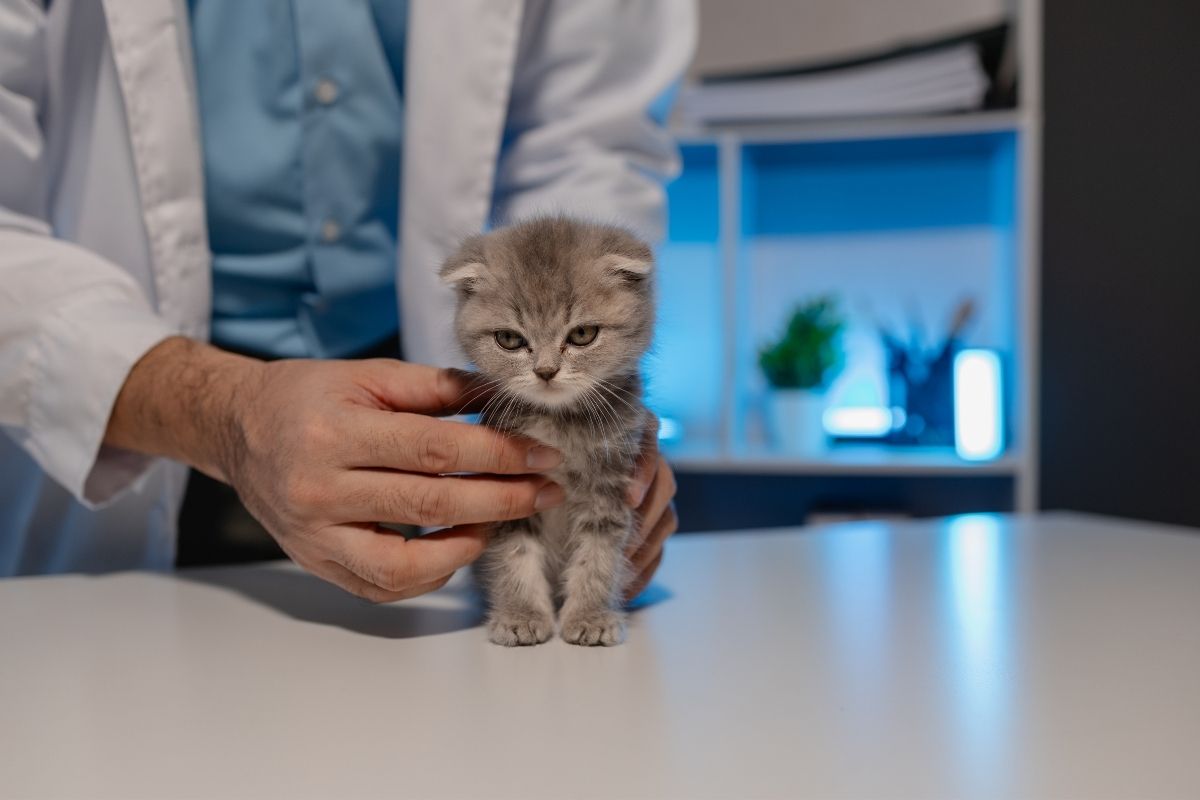 how to prepare for your kittens first vet visit