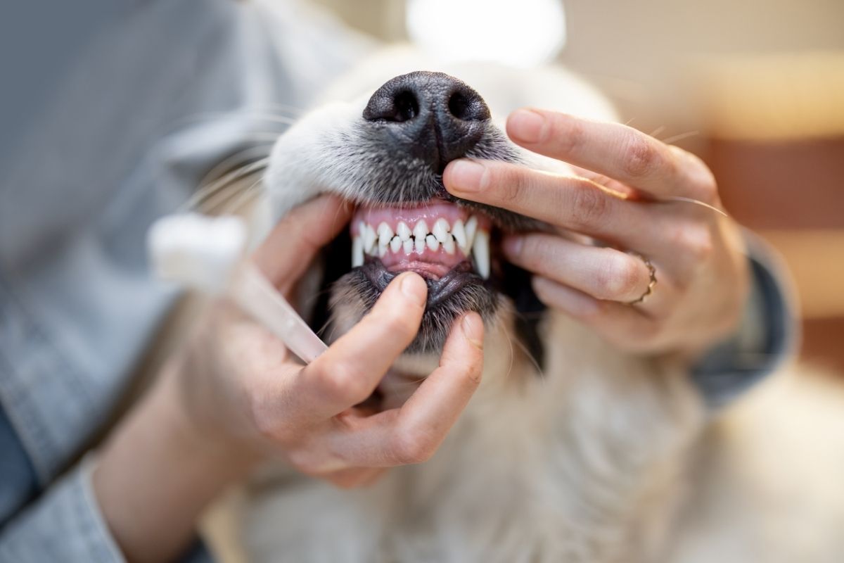 long-term benefits of regular pet dental care