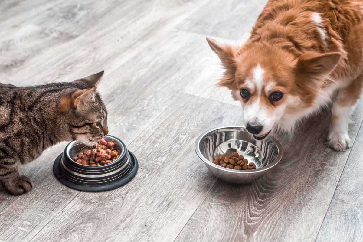 Complete Guide to Pet Nutrition: Healthy Foods and Foods to Avoid