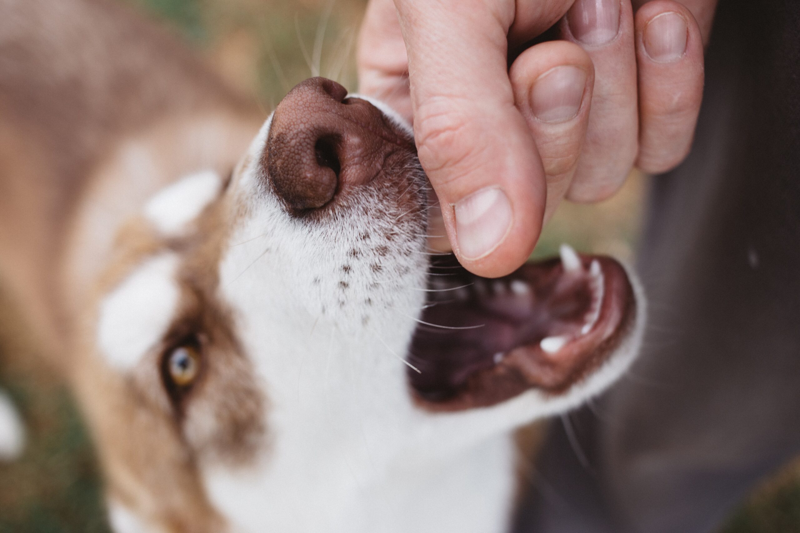 Poor Oral Health Affects Your Pet’s Heart, Liver, and Kidneys
