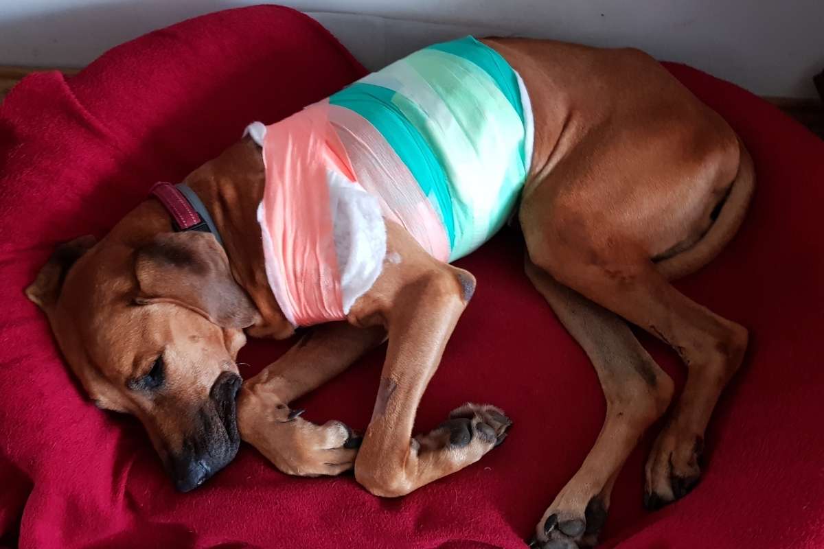 dog-surgery-aftercare-healing-time-warning-signs