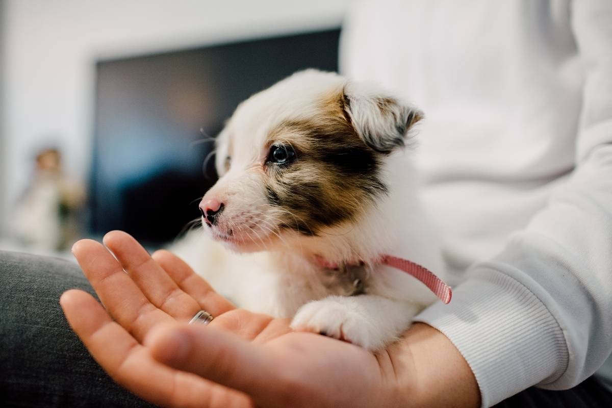 puppy-health-concerns-signs-to-look-out-for