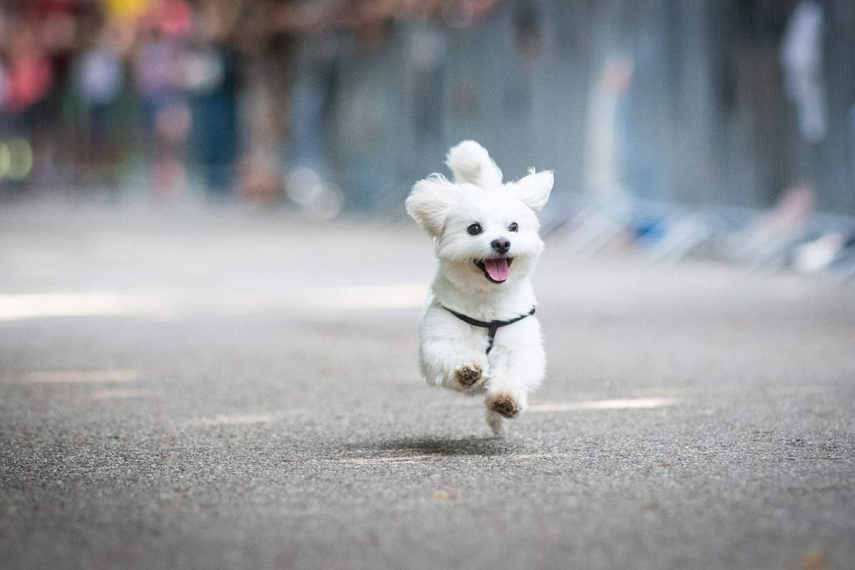 how-much-exercise-does-a-puppy-need