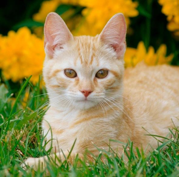 cat dentistry preventing dental disease at home