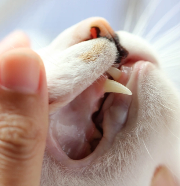 cate dental health check-up