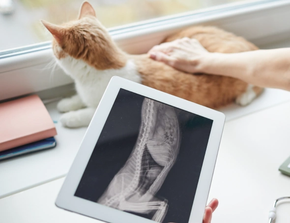 cat diagnostic care