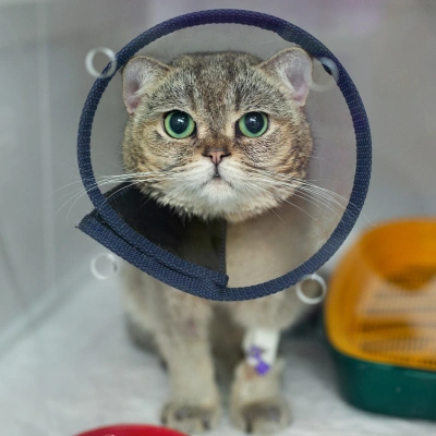 Cat Surgery