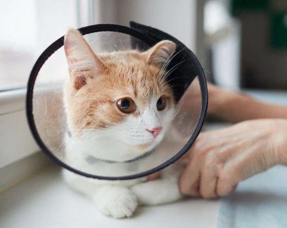 cat surgery after care