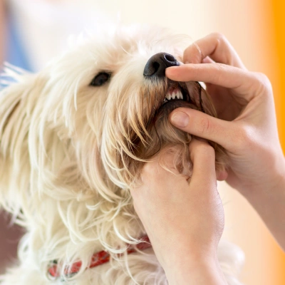 Dog Dentistry