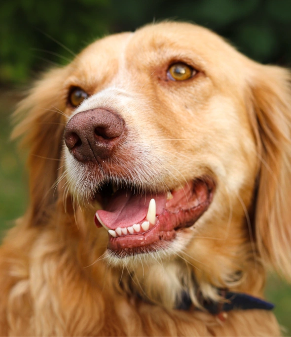 dog dentistry what to expect during your dog’s dental visit