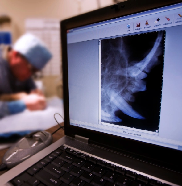 dog diagnostic care how diagnostic care helps detect hidden conditions