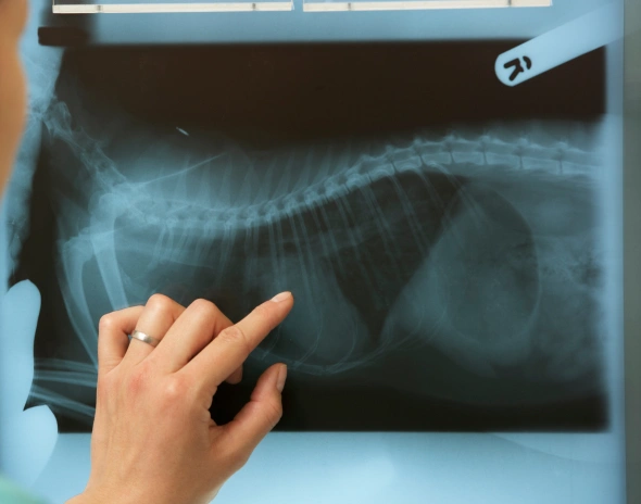 dog diagnostic care