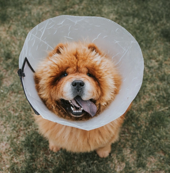 dog surgery