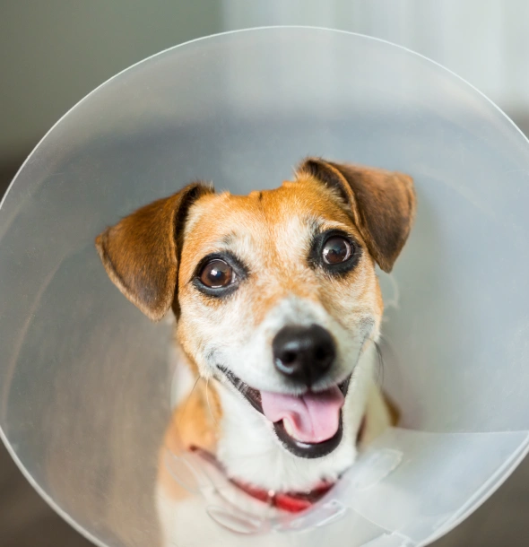 dog surgery minimizing risks during pet surgery