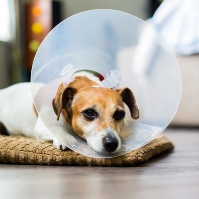 Dog Surgery