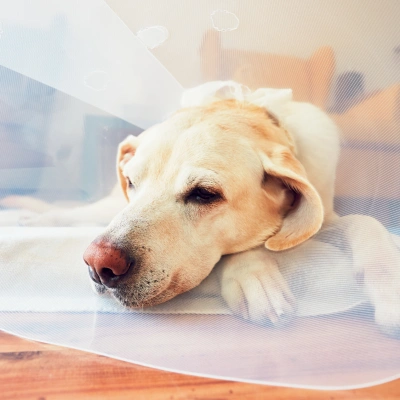 Dog TPLO Surgery