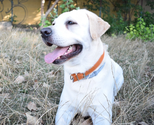 dog tplo surgery why tplo surgery is the right choice