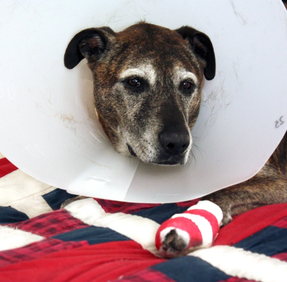 dog tplo surgery