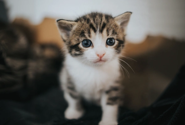 kitten care the importance of spaying neutering your kitten