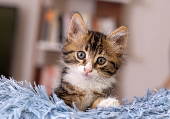 kitten care