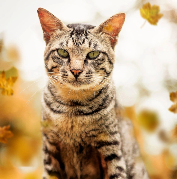 preventative cat care tear round parasite prevention for your cat
