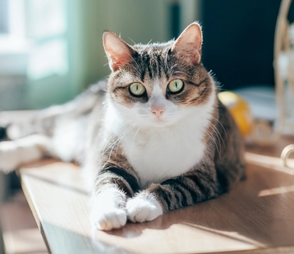 preventative cat care