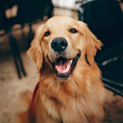Preventative Dog Care