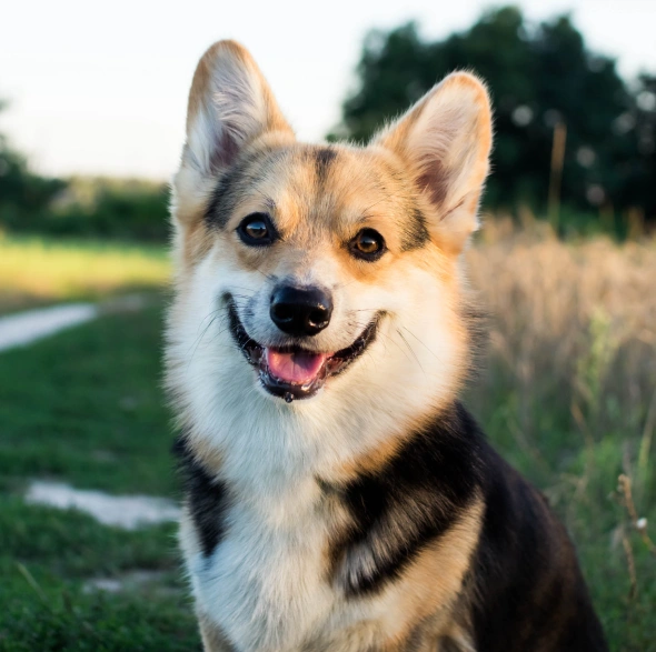 preventive dog care our key preventive services to protect your dog