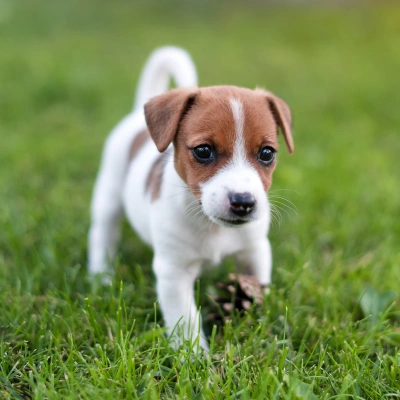 Puppy Care