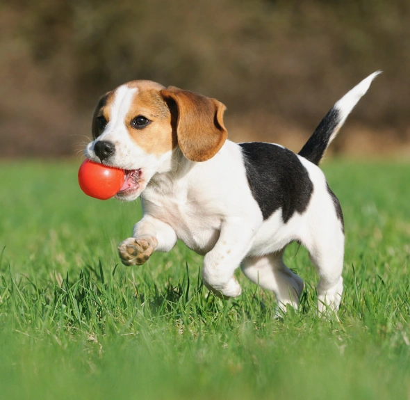 puppy care how preventive care helps with common health issues