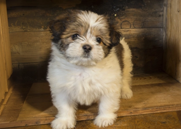 puppy care