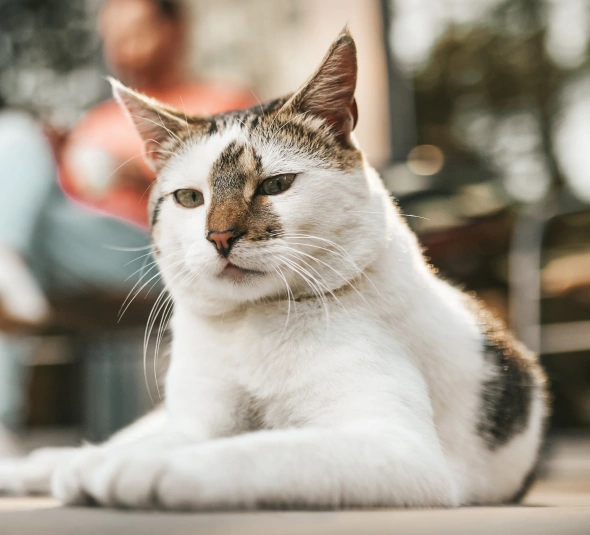 senior cat care pain management and mobility support