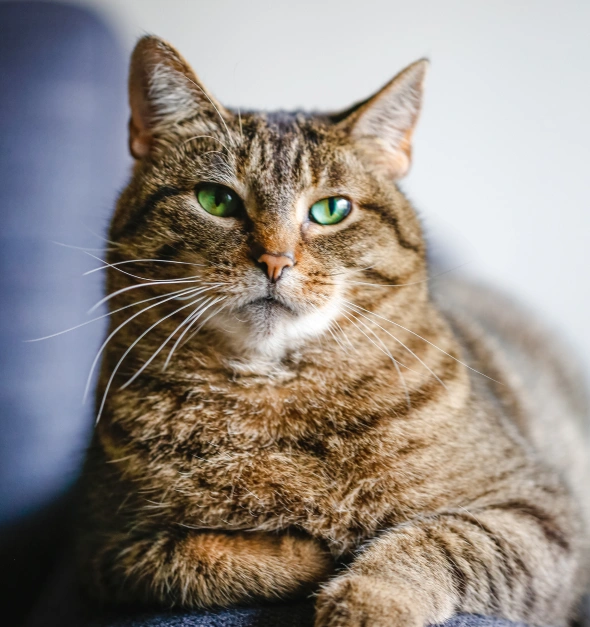 senior cat care