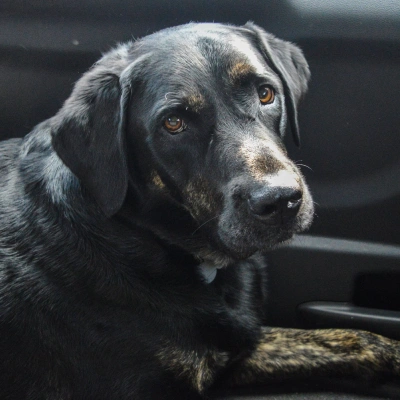 Senior Dog Care