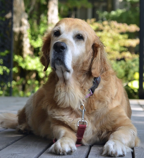 senior dog care customized nutrition and weight management