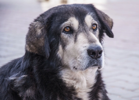 senior dog care