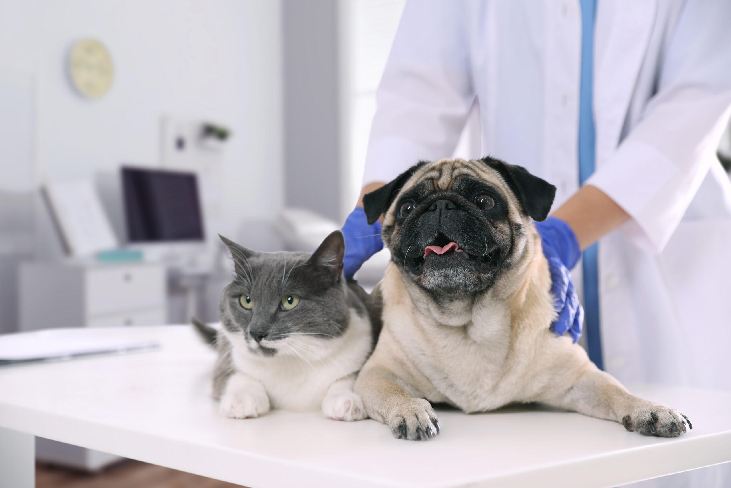 Pet Health Care Guide from Puppy to Senior Years
