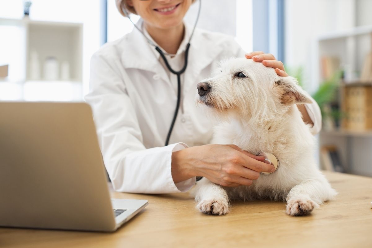 10 Vet Questions Every Pet Owner Should Ask