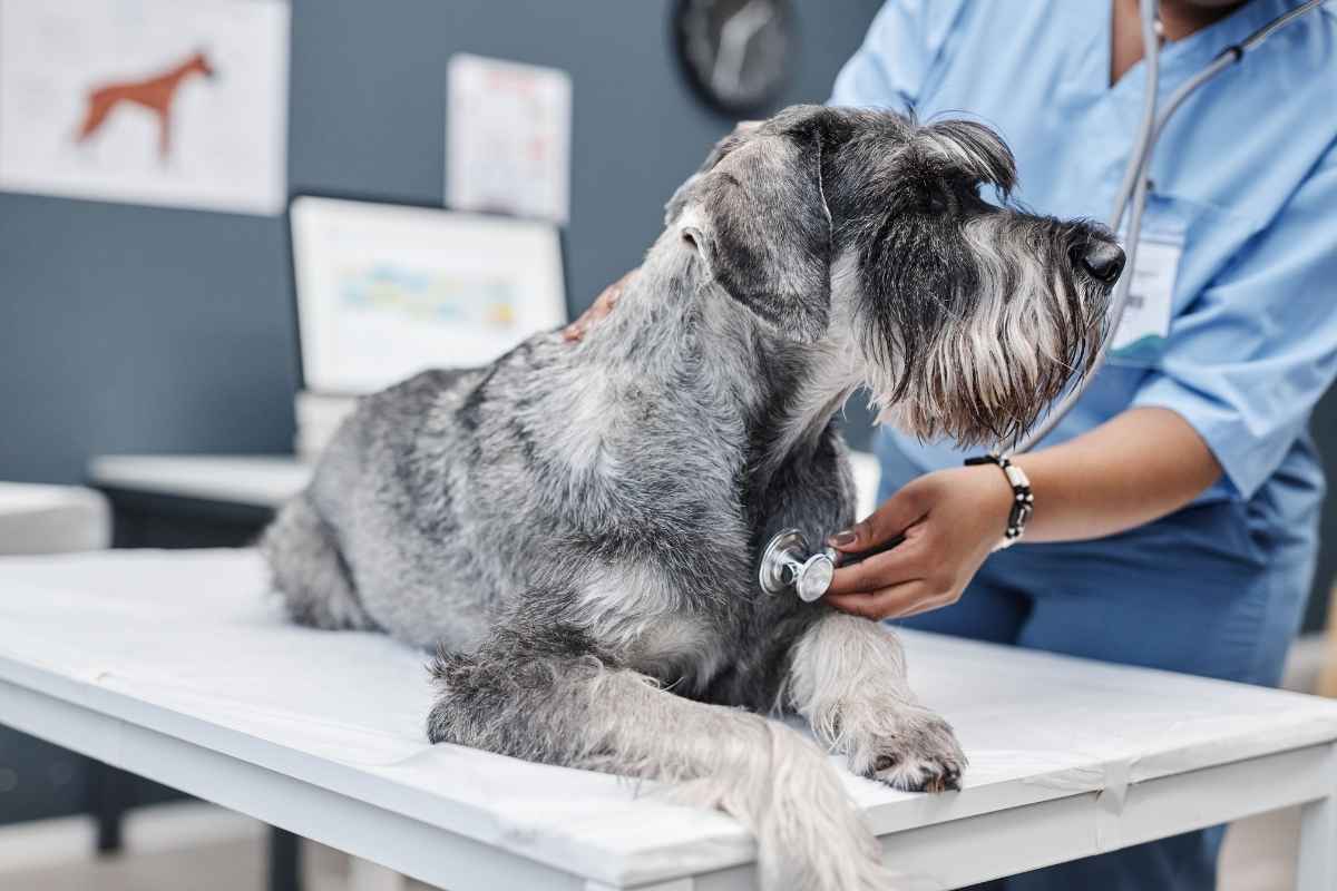 The Complete Guide to Preventive Pet Care