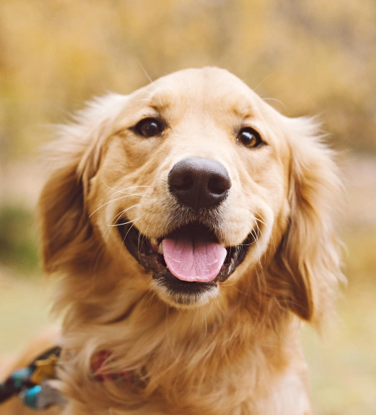 Dog Services Cta