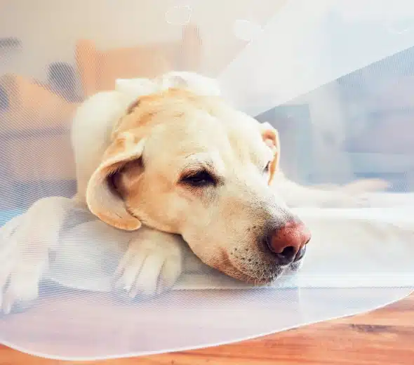 Emergency Surgical Care When Your Pet Needs It Most