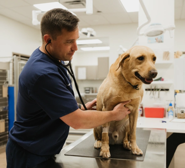 Lifelong Wellness Support for Your Pet