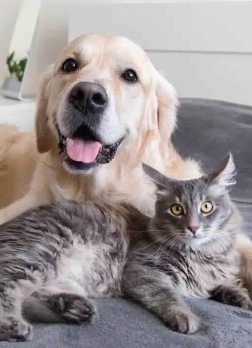 Veterinary team helping restore mobility for a recovering pet