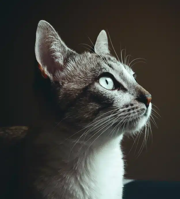 Welcoming new veterinary clients and their pets into a caring family community